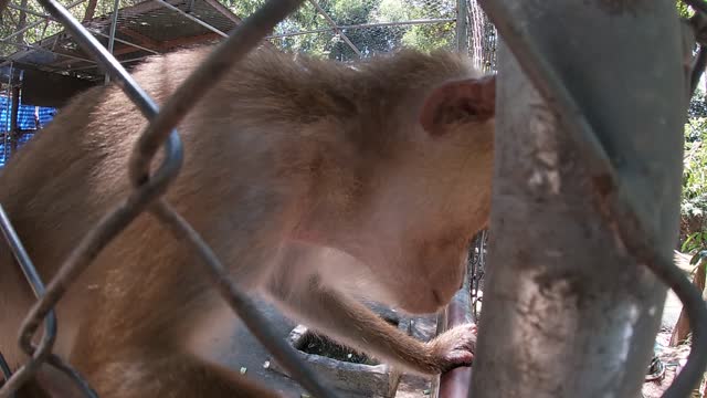 monkey filming very close