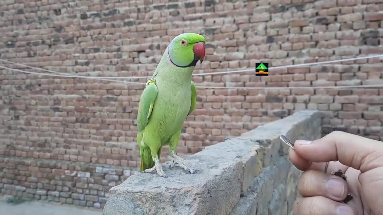 Talking Parrot Speaking On Wall In Urdu Hindi - Cute Ringneck Green Parrot Having Fun On Wallp3