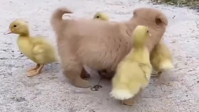 Cão fofo e patinhos fofos