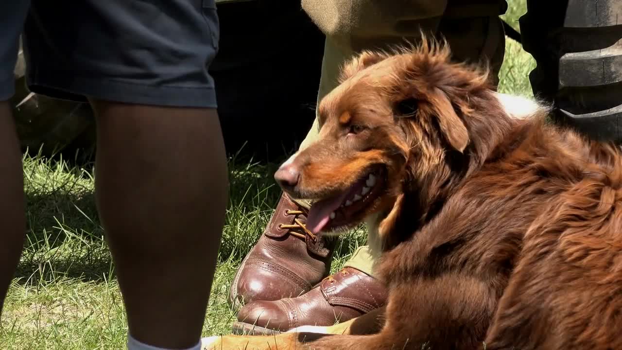 Dog in hot heat of the sun laying in grass