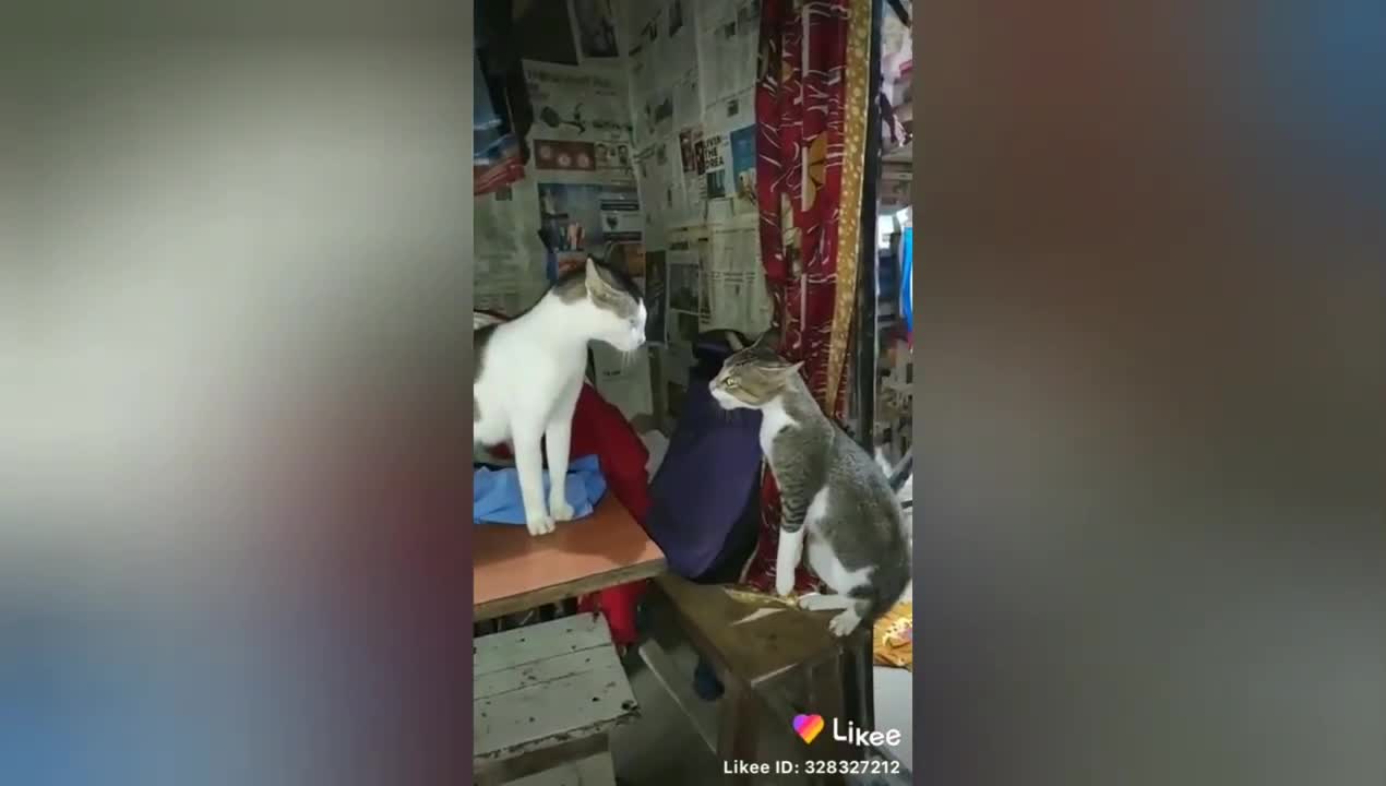 Funny videos, Funny monkey, Tik tok videos,Likee videos,J Tech knowledge, J Tech