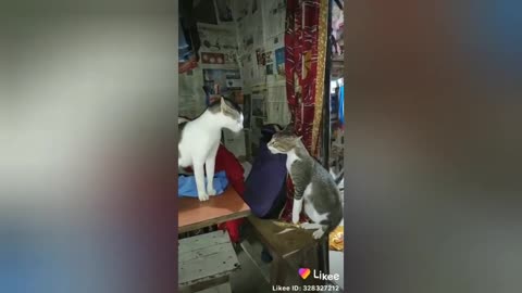 Funny videos, Funny monkey, Tik tok videos,Likee videos,J Tech knowledge, J Tech