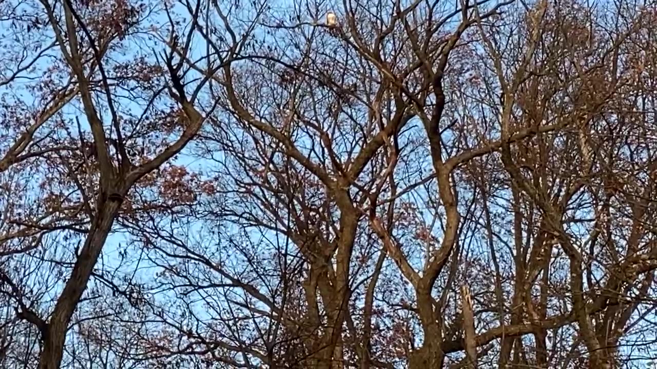 Red tail hawk