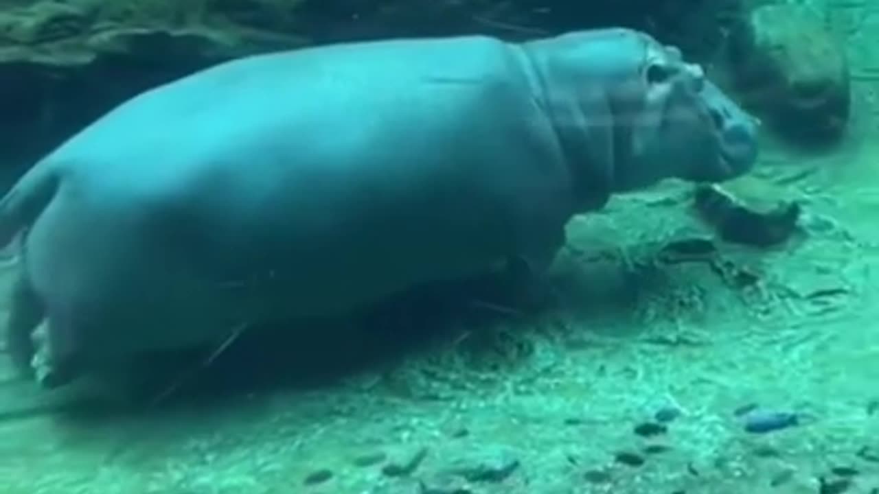 Hippo swimming in transparent water #shorts #viral #shortsvideo #video