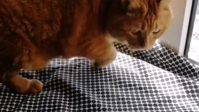 FunnyPetsToday，Funny Cat You Might Never See Before, part145