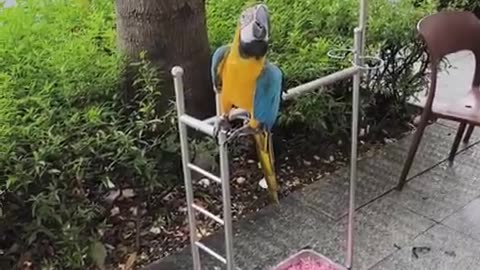 fatty demon pig - 2024 - November 6th part 001