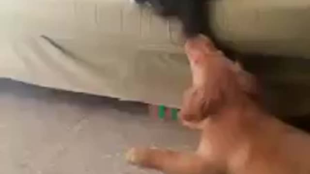 FUNNY CAT AND DOG