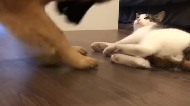 cat and dog playing together