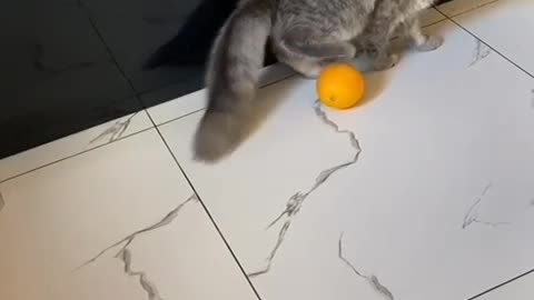 The cat is playing ball🙃🙃🙃