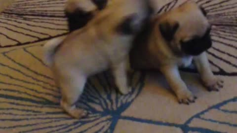 Cutes dog babies fight each other.