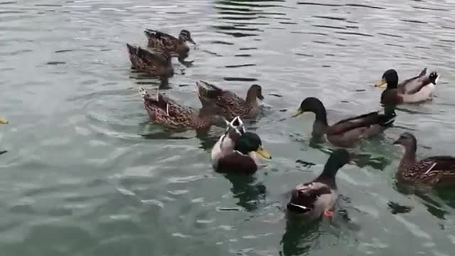 Woman throws bread to circle of ducks in a pond