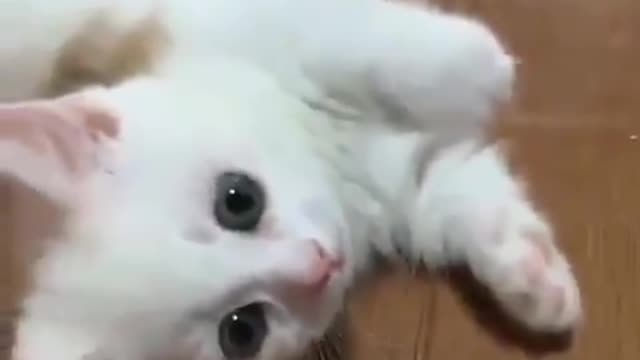 Cutest Adorable Kitten Funny scene