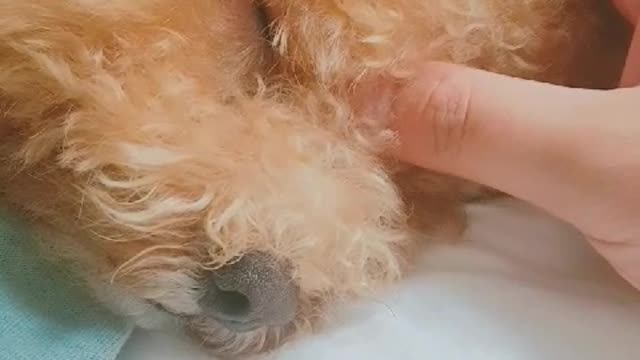 Stroking a sleeping puppy