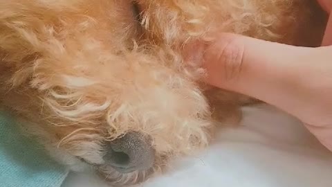 Stroking a sleeping puppy