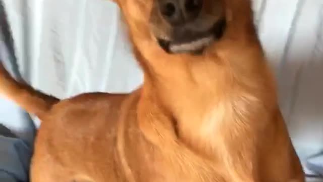Music brown chihuahua stands up at camera