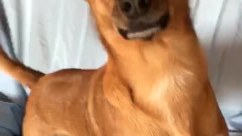 Music brown chihuahua stands up at camera