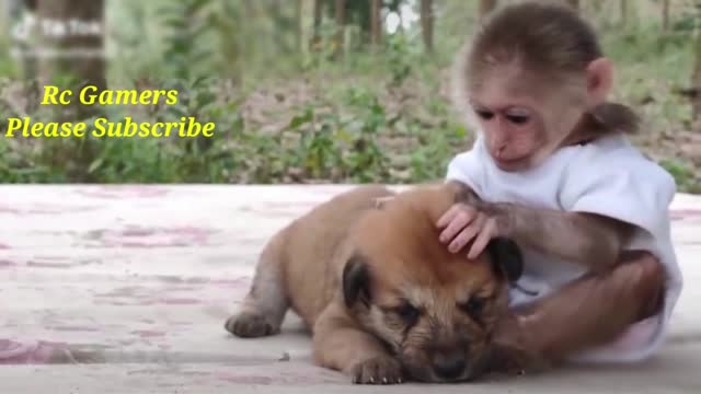 Cute befrieds love monkey and dog