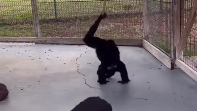 These gorillas are awesome