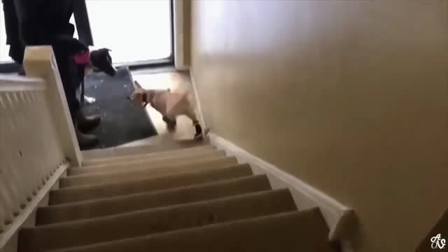 new shoe dog funny