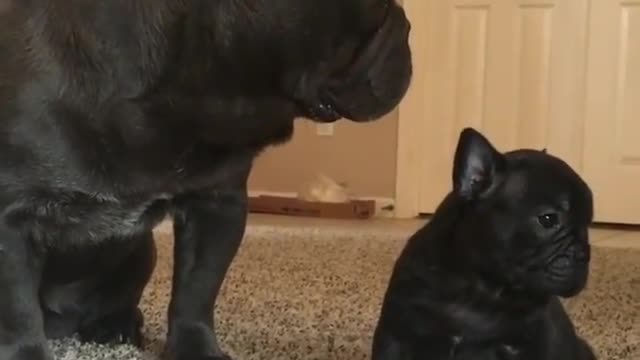 There are two black dogs on the floor.