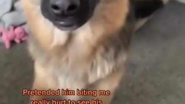 He said ‘ah she got me’ 😆 #dogsoftiktok #tiktok #funny #dog #shorts #Viral