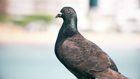 Look at the beautiful pigeon