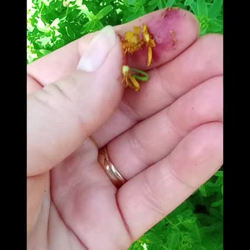 How to Harvest St. Johns Wort Flowers