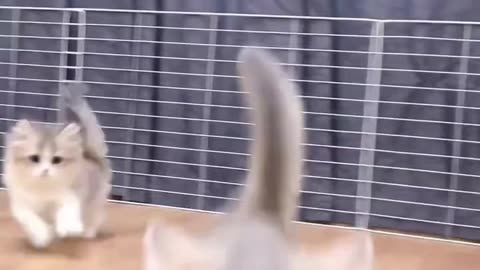 Funny and Cute Baby Cats: Adorable Kitten Moments!