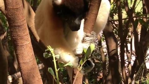 FUNNY Animals 🐱🐶 & Other ANIMALS 🐾 New Funniest Animals Videos 😂