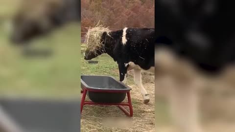 A selection of jokes (cranks from social networks, instagram, about animals)