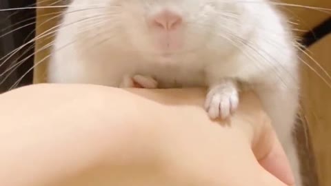 super cute pet