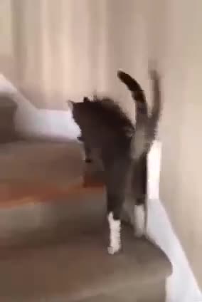 مريقْل سااااحبي توا نروح وحدي 😂😂