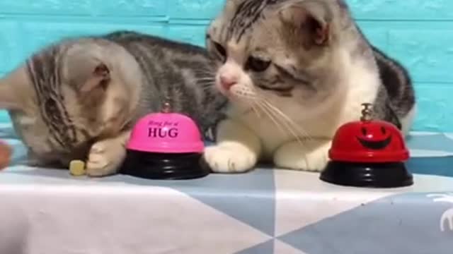 Lovely Cat, black cat, cats, funny cats, funny cat videos