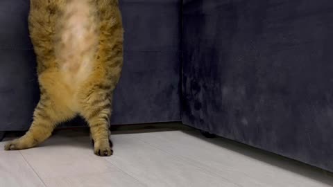 Fat cat shakes body