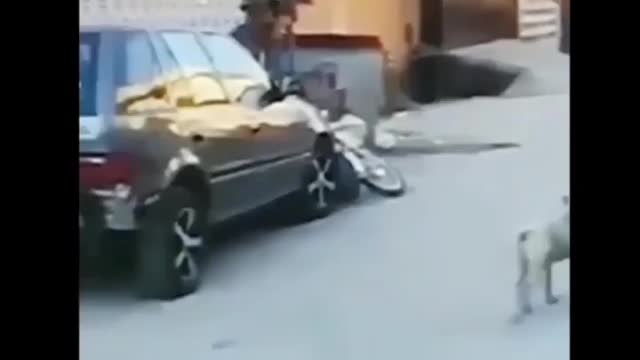 Dog fight biker