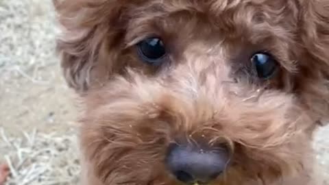 Pineapple Eating Puppy