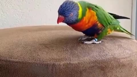 Funny Parrots Videos Compilation cute moment of the animals - Cutest Parrots #12