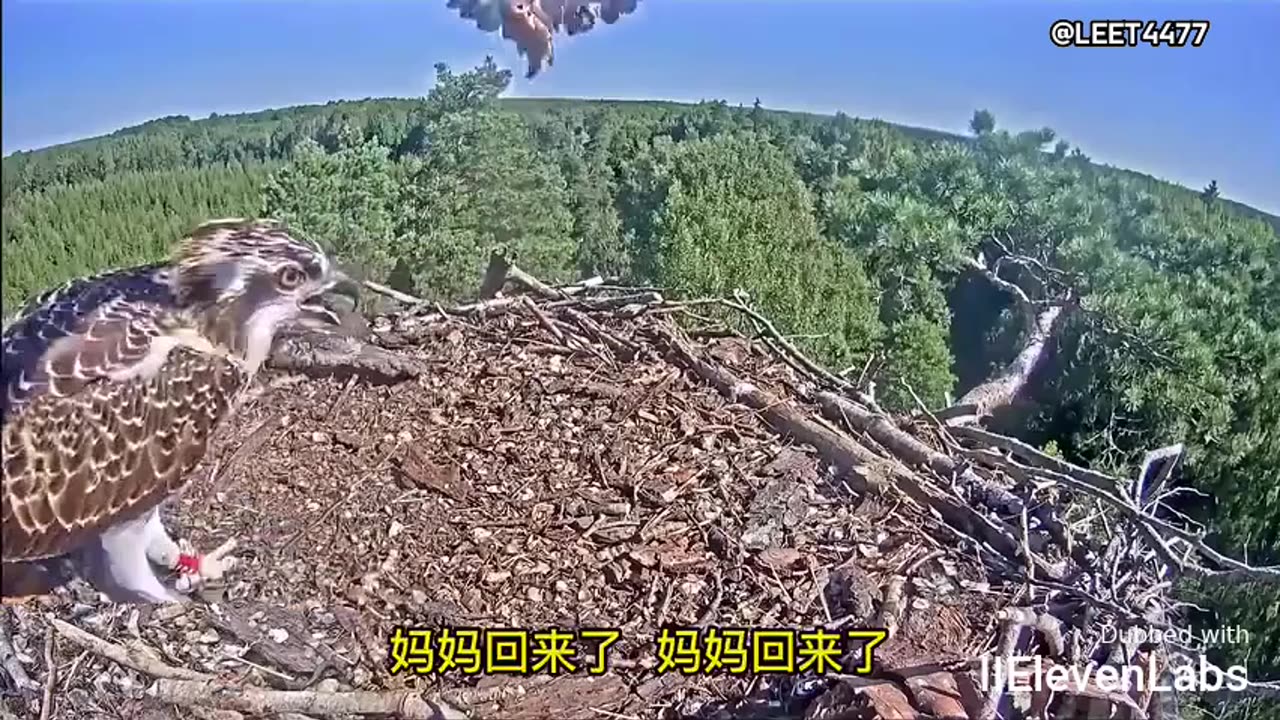 Animal World Funny English Voiceover Hawk Dad 'I'm just a flying utility pole!'