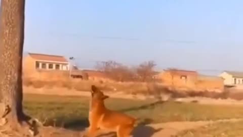 😍😍😍Funny Play Of DOG😍😍😍