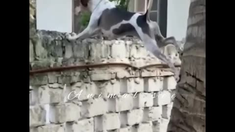 FUNNY VIDEO CREATOR 😂😂😂🤣🤣🤣