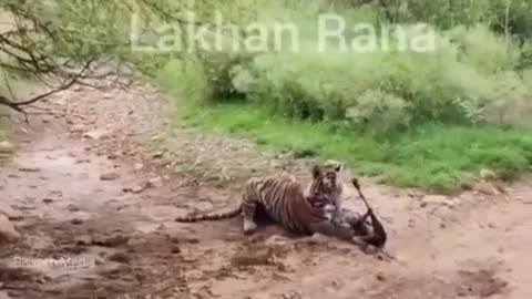 Dog Snatched Up By Lion