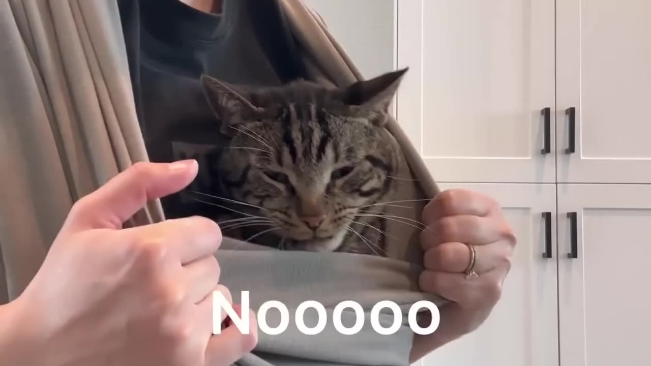 MY_CAT’S_REACTION_TO_A_BABY_SLING(1080p60)