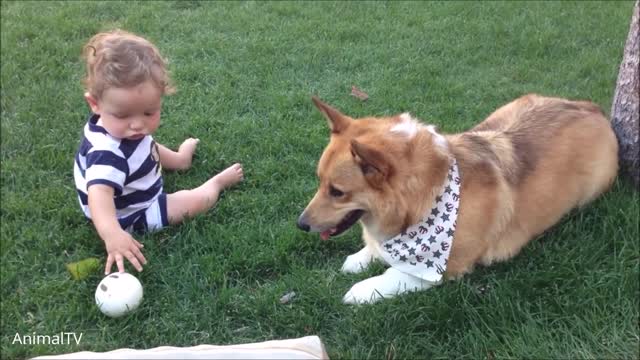 Corgis playing around