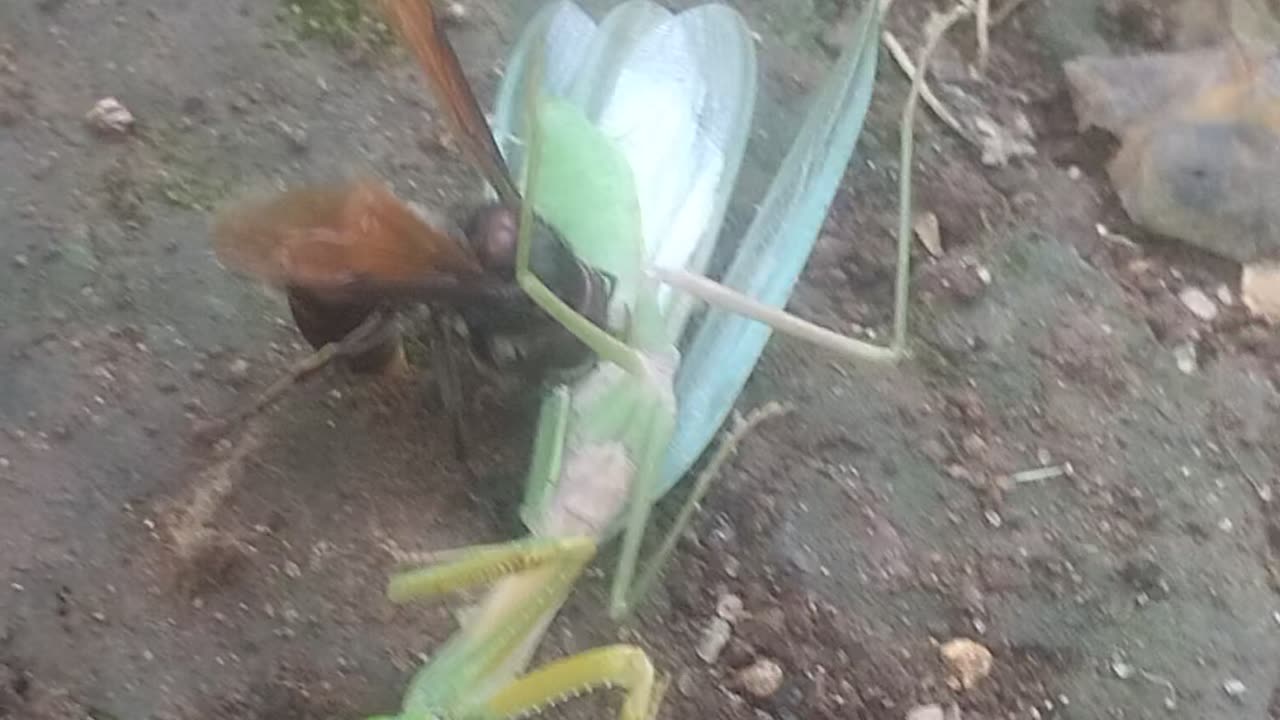 praying mantis vs wasp