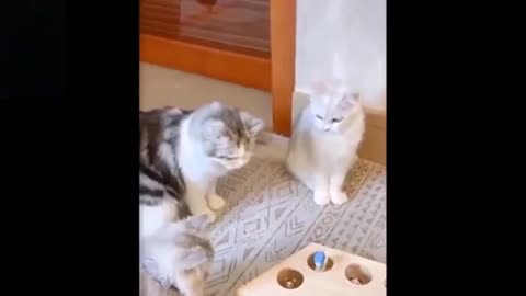 Entertaining 😻 Cats and 🐶 Dogs - Awesome Funny Pet Animals Videos 😇 VC03