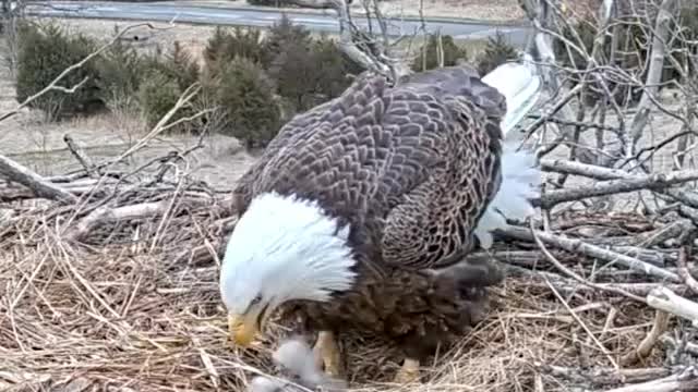 Mother Eagles Sits On Her Eggs During Huge Storm To Keep Them Safe