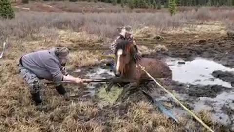 daldul in horse