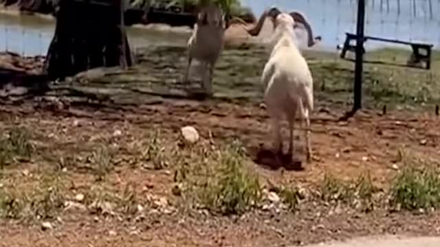 Best of these amazing funny animals 2022 #shorts