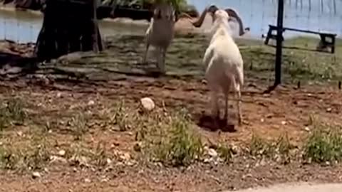 Best of these amazing funny animals 2022 #shorts