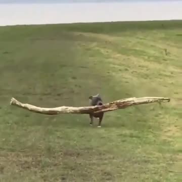 I was looking for something to catch and I found this one good balancing